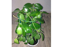 Hoya vanuatuensis.jpg