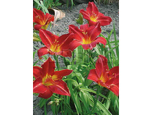Hemerocallis Anzac �������� ����� € 0,98 71,54���..jpg