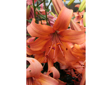 39,96���. ����� ������ ��������(��� 5 ��. ���������� �� 2��.).jpg