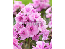 89,2���. ����� �������(�������� ���� �� 2 ��., ����������� ����� 1��.)���17.jpg