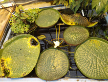 DSCF8170.JPG