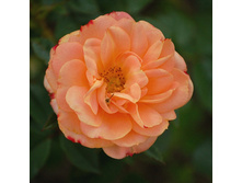 Rosa miniature Apricot Clementine.jpg