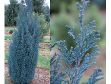 83,5���. ����������� Chamaecyparis lawsoniana Blue Surprise.jpg