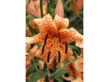 39,96���. ����� ������ ������(��� 5 ��. ���������� �� 2��.).jpg