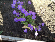 ���������� �����������