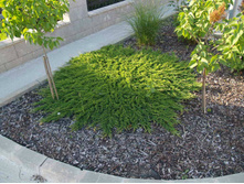 86,7���. ������������ Juniperus horizontalis Prince of Wales_P9 15-20.jpg