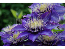 Clematis hybriden Multi Blue �������� ��������� ������ ��� 2 (������) 2 ltr € 6,04 453,21�..jpg