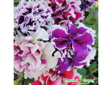 �.������� F1 ������ �������� (15��) - 16,7 ���..jpeg