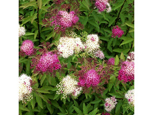 122���. ������ �������� ������.jpg