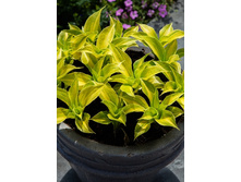 219,5���. ����� ���� ���(�������� ���� �� 1 ��., ����������� ����� 1��.).jpg