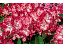 Rhododendron hybrida Sternzauber ����������� ��������� ����������� -24�C 5 ltr 25-30 € 16,37 1 228,05�..jpg