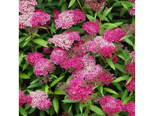 122���. ������ �������� ������ �������.jpg