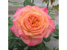 Rosa floribunda Gartenspaß.jpg