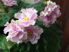 ���� ����������