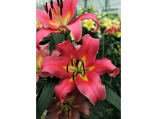 33,22���. ����� �������(��� 5 ��. ���������� �� 2��.).jpg