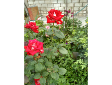 IMG 20160827 122635 HDR.jpg