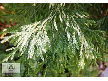 92���. ������ Thujopsis dolabrata Variegata_P9 15-20.jpg