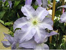 Clematis hybriden Lech Walesa �������� ��������� ��� ������� 2 (������) 2 ltr € 6,57 492,58�..jpg