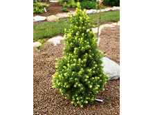 102,5���. ��� Picea glauca Rainbows End_P9 15-20.jpg