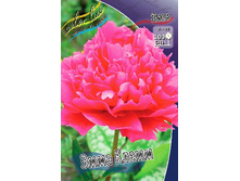 243,2���. ���� ���� �����(�������� ���� �� 1 ��., ����������� ����� 1��.).jpg