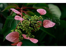 Schizophragma hydrangeoides Roseum ����������� ��������������� ������ 2 ltr € 6,73 504,96�..jpg