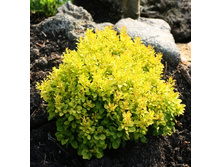 265���. �������� �������� ����� ����.jpg