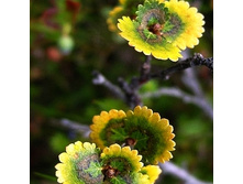 240���. ��ң�� ���������� ������ ���� Spring.jpg