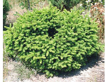 165,9���. ��� Picea abies Maxwellii_P10,5 rond.jpg