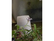 DSCF8078.JPG
