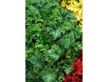 235,3���. ������� ���� �����(�������� ���� �� 1 ��., ����������� ����� 1��.).jpg