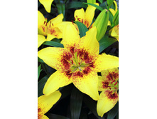 31,52���. ����� ���� �����(��� 5 ��. ���������� �� 2��.)���17.jpg