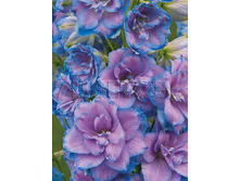 Delphinium elatum Wishful Thinking ���������� ������� ������ ������� € 2,87 209,51���..jpg