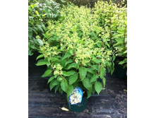 ��������� ����������� �������� �������� �9,5-251.jpg