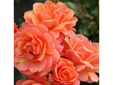 Rosa park Lambada.jpg