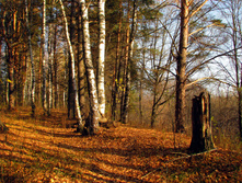 IMG 7728 f.jpg