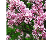 167���. ������ ������ �������.jpg