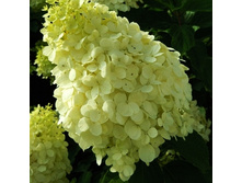 207���. ��������� ����������� �������� �������.jpg