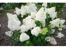 ��������� ����������� ���������� �9-207.jpg