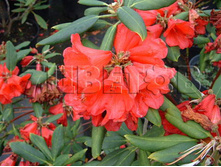 Rhododendron impeditum Billy Novinka ����������� ������� ����� ������� -27�C 2 ltr 12-18 € 7,25 543,77�..jpg