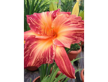 148,4���. �������� ���� �������(�������� ���� �� 1 ��., ����������� ����� 1��.).jpg