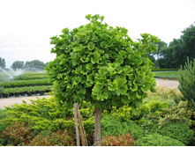 118,4���. ����� Ginkgo biloba_P9.jpg