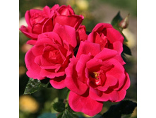 Rosa floribunda Gartenfreund.jpg