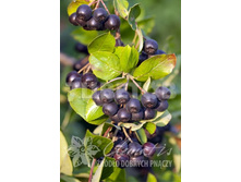 Aronia prunifolia Viking ������ ������������ ������ 2 ltr € 4,42 331,71�..jpg