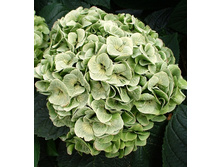 243���. ��������� �������������� ���� (�������� ����).jpg