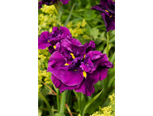 219,5���. ���� ���������� ������� ����(�������� ���� �� 1 ��., ����������� ����� 1��.)���17.jpg