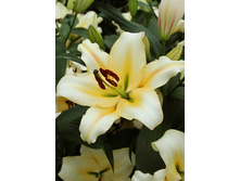 29,37���. ����� �������(��� 7 ��. ���������� �� 2��.).jpg