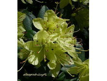 Azalea japonica Princess Anne ������ �������� ��������� ���� -22�C 1 ltr 8-12 € 4,14 310,49�..jpg