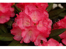 Rhododendron yakushimanum Daniela ����������� ������������ ������� -26�C 10 ltr 30-40 € 38,57 2 892,95�..jpg