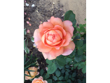 ������� ���� �� �����