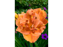 172,1���. �������� ���������(�������� ���� �� 1 ��., ����������� ����� 1��.).jpg